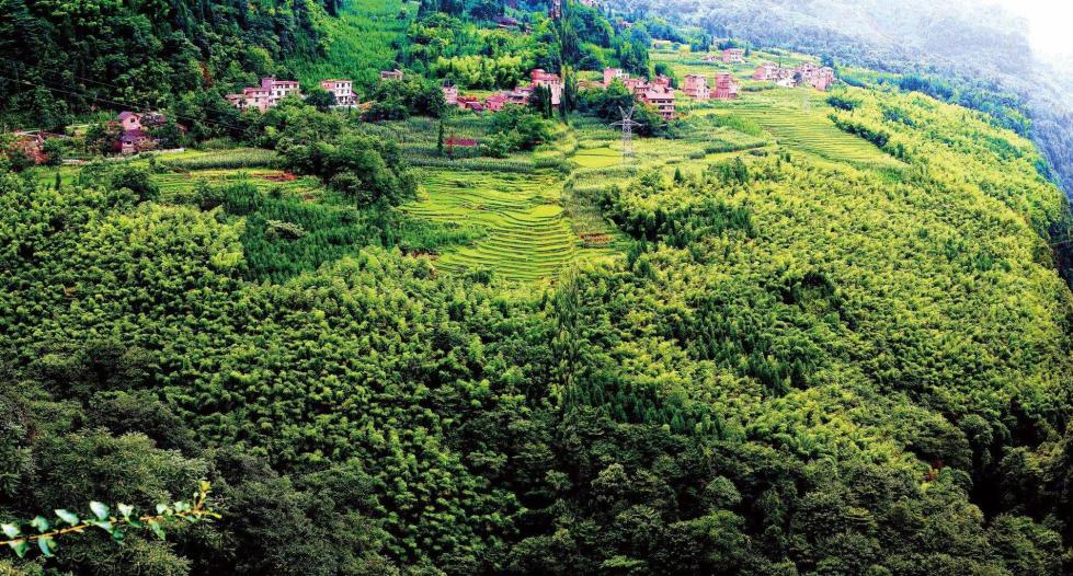 种植面积三十余万亩的绥江竹海